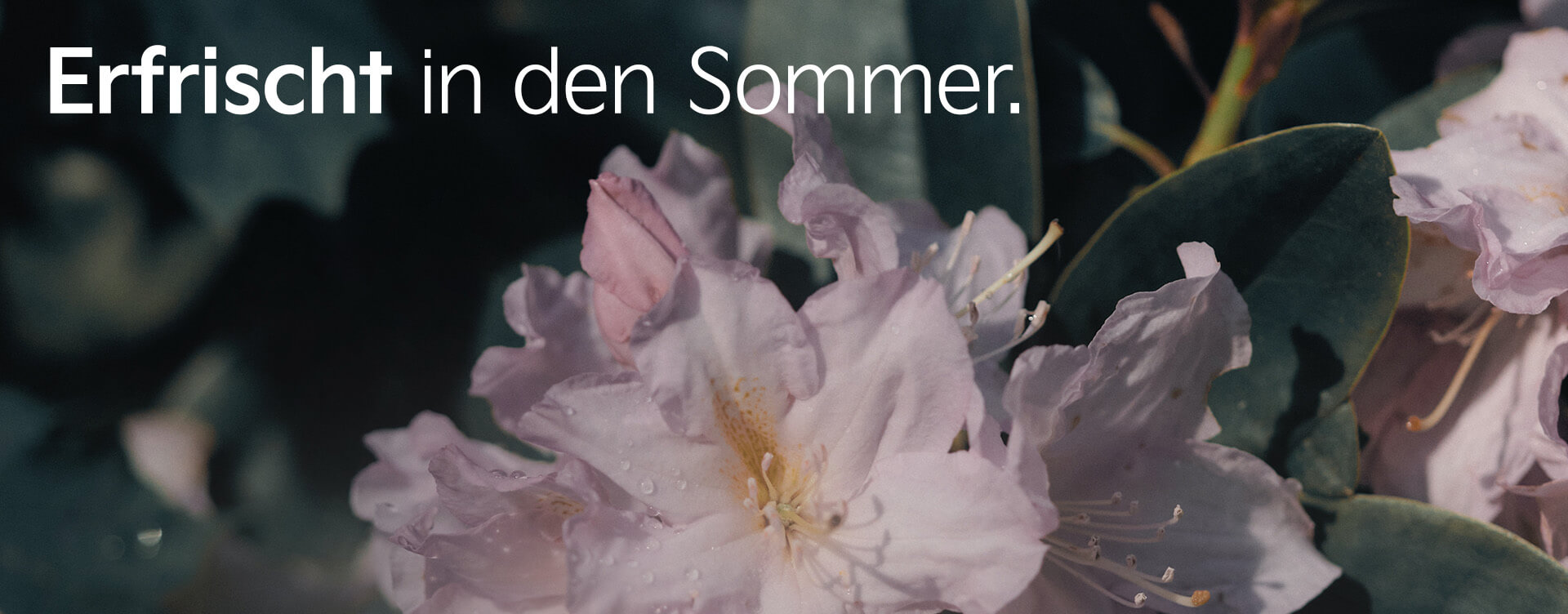 Erfrischt in den Sommer.